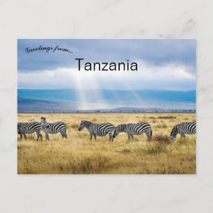 Zebras in Tanzania Briefkaart