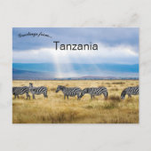 Zebras in Tanzania Briefkaart (Voorkant)