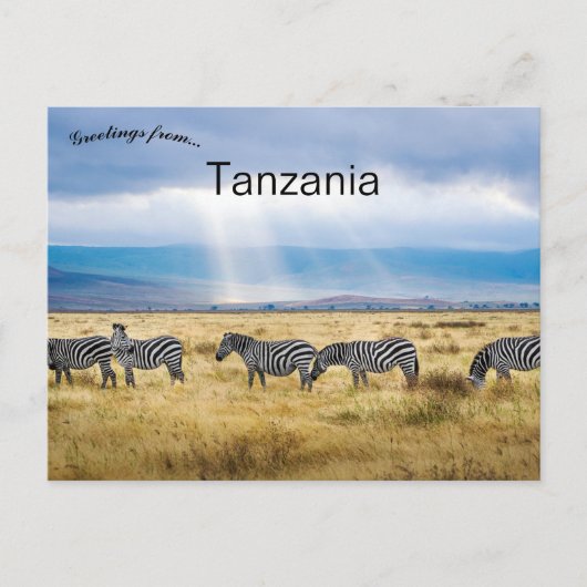 Zebras in Tanzania Briefkaart (Voorkant)