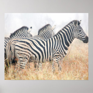 Zebras in vroeg-ochtendstof, Kruger National 2 Poster
