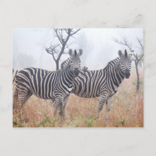 Zebras in vroeg-ochtendstof, Kruger National Briefkaart