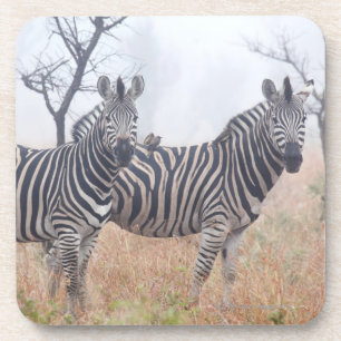 Zebras in vroeg-ochtendstof, Kruger National Drankjes Onderzetter