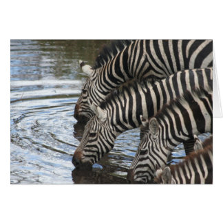 Zebras in water - Gepersonaliseerd