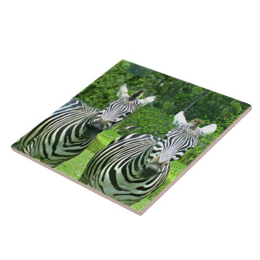 Zebra's in Weide Harmonie Tegeltje (Zijkant)