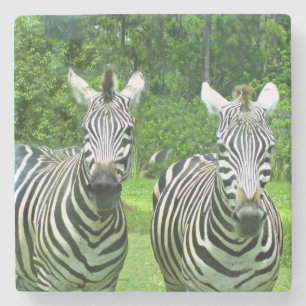 Zebra's in weiland balans stenen onderzetter