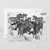 Zebras in Zwart-wit Briefkaart (Voorkant / Achterkant)