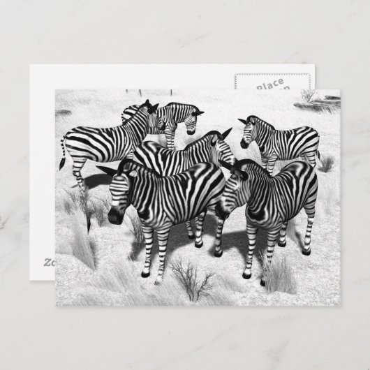 Zebras in Zwart-wit Briefkaart (Voorkant / Achterkant)