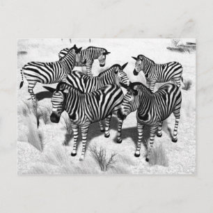 Zebras in Zwart-wit Briefkaart