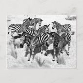 Zebras in Zwart-wit Briefkaart (Voorkant)