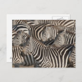 Zebras, Kenia, Afrika Briefkaart (Voorkant / Achterkant)