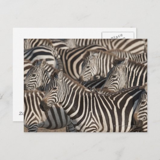 Zebras, Kenia, Afrika Briefkaart (Voorkant / Achterkant)