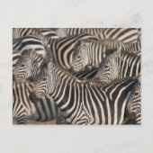 Zebras, Kenia, Afrika Briefkaart (Voorkant)