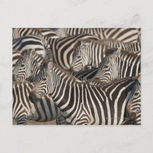 Zebras, Kenia, Afrika Briefkaart