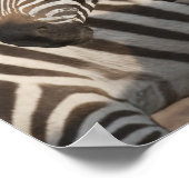 Zebras, Kenia, Afrika Poster (Hoek)