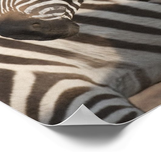 Zebras, Kenia, Afrika Poster (Hoek)