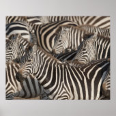 Zebras, Kenia, Afrika Poster (Voorkant)
