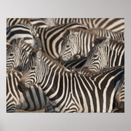 Zebras, Kenia, Afrika Poster