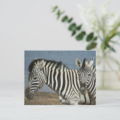 Zebras kijkt naar camera op Safari Briefkaart (Staand voorkant)