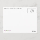 Zebras kijkt naar camera op Safari Briefkaart (Achterkant)