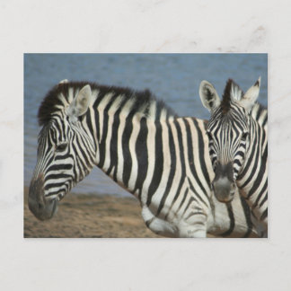 Zebras kijkt naar camera op Safari Briefkaart