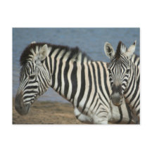 Zebras kijkt naar camera op Safari