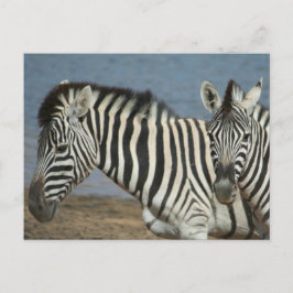 Zebras kijkt naar camera op Safari Briefkaart