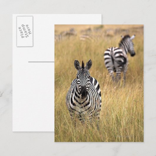 Zebras, langwerpig gras briefkaart (Voorkant / Achterkant)
