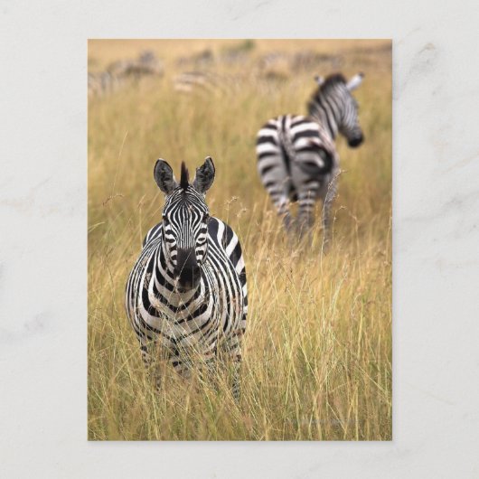 Zebras, langwerpig gras briefkaart (Voorkant)