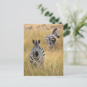 Zebras, langwerpig gras briefkaart (Staand voorkant)