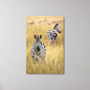 Zebras, langwerpig gras canvas afdruk