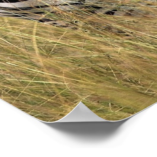 Zebras, langwerpig gras poster (Hoek)