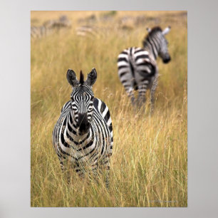 Zebras, langwerpig gras poster