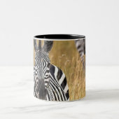Zebras, langwerpig gras tweekleurige koffiemok (Center)