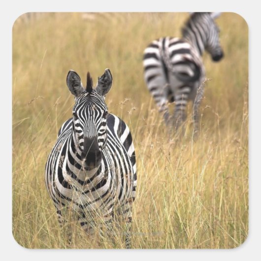 Zebras, langwerpig gras vierkante sticker (Voorkant)