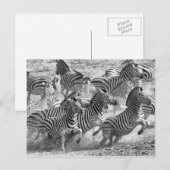 Zebras loopt briefkaart (Voorkant / Achterkant)