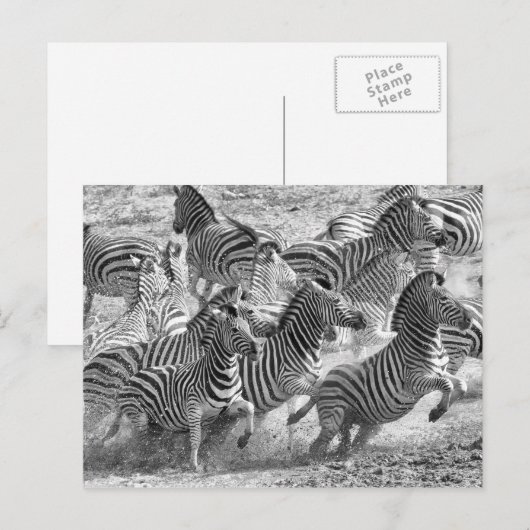Zebras loopt briefkaart (Voorkant / Achterkant)