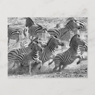 Zebras loopt briefkaart