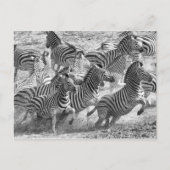 Zebras loopt briefkaart (Voorkant)