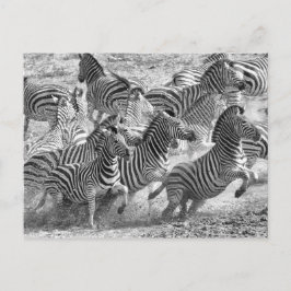 Zebras loopt briefkaart