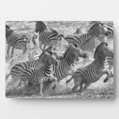Zebras loopt fotoplaat (voorkant)