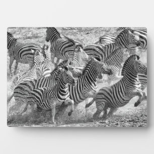 Zebras loopt fotoplaat