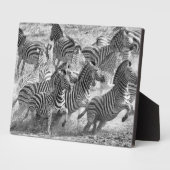Zebras loopt fotoplaat (Zijkant)