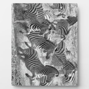 Zebras loopt fotoplaat
