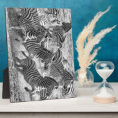 Zebras loopt fotoplaat (Zijkant)