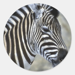 Zebras Lovers Art Ronde Sticker