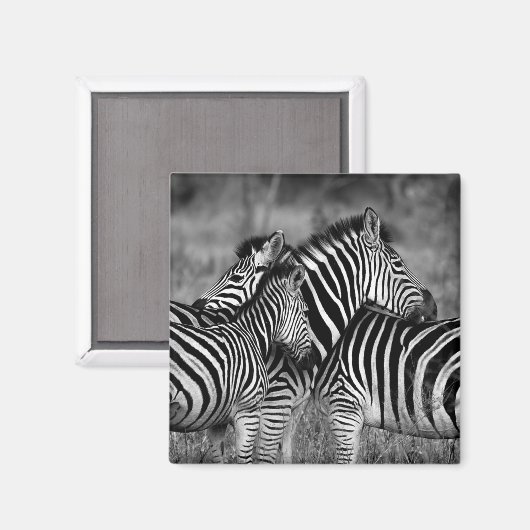 Zebras Magneet (Voorkant / Achterkant)