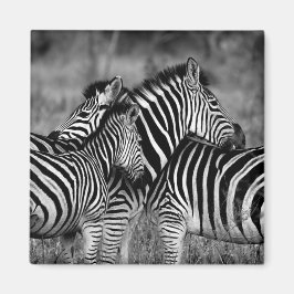 Zebras Magneet