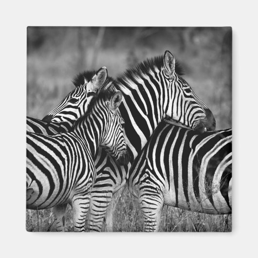 Zebras Magneet (Voorkant)