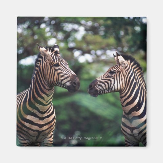 zebras magneet (Voorkant)
