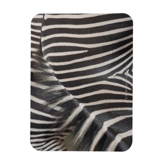 Zebras Magneet (Verticaal)